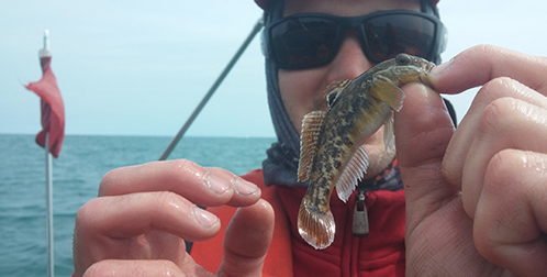 Round goby on a hook